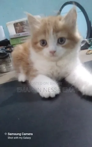 1-3 Months Female Purebred Persian