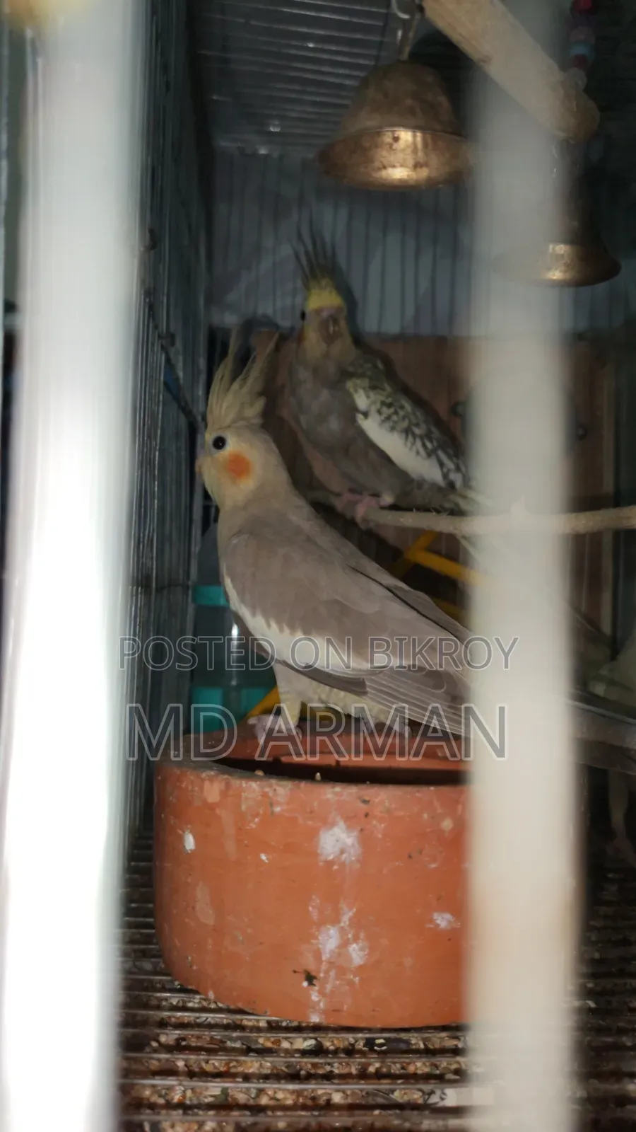 ভালো মানের ২ পিস ককাটেল