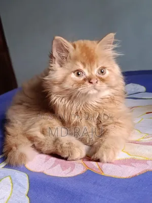 1-3 Months Male Purebred Persian