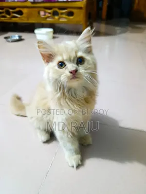 ১-৩ মাস বয়সী পুরুষ বিশুদ্ধ পার্সিয়ান