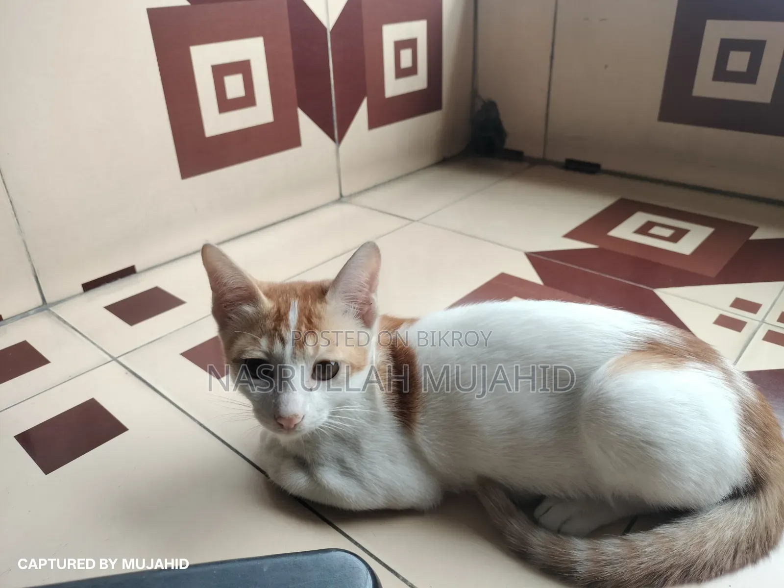 6-12 Months Male Mixed Breed Cat
