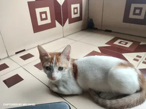 6-12 Months Male Mixed Breed Cat
