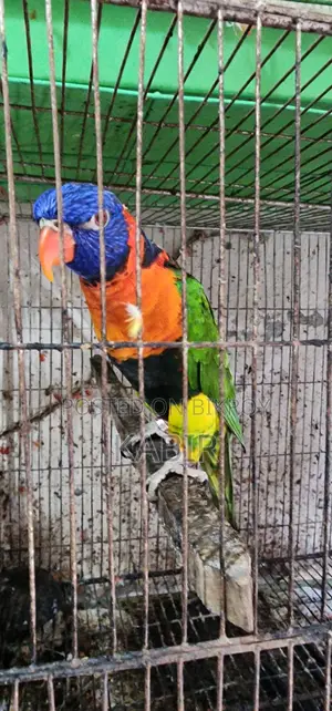 ১টি রেইনবো রেড কালার লরি, ১০টি গোল্ডিয়ান ফিঞ্চ, ১ জোড়া ককাটেল