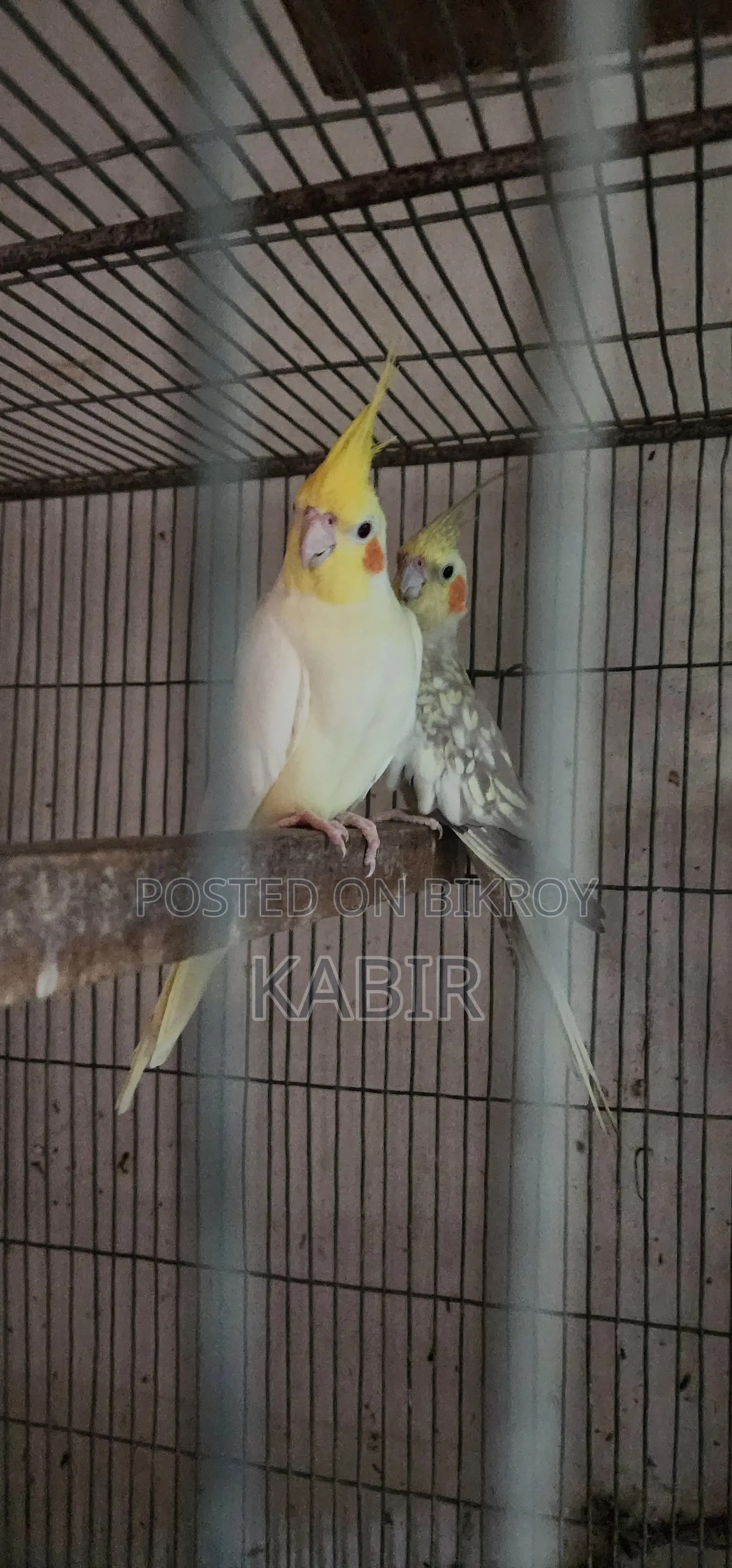 ১টি রেইনবো রেড কালার লরি, ১০টি গোল্ডিয়ান ফিঞ্চ, ১ জোড়া ককাটেল