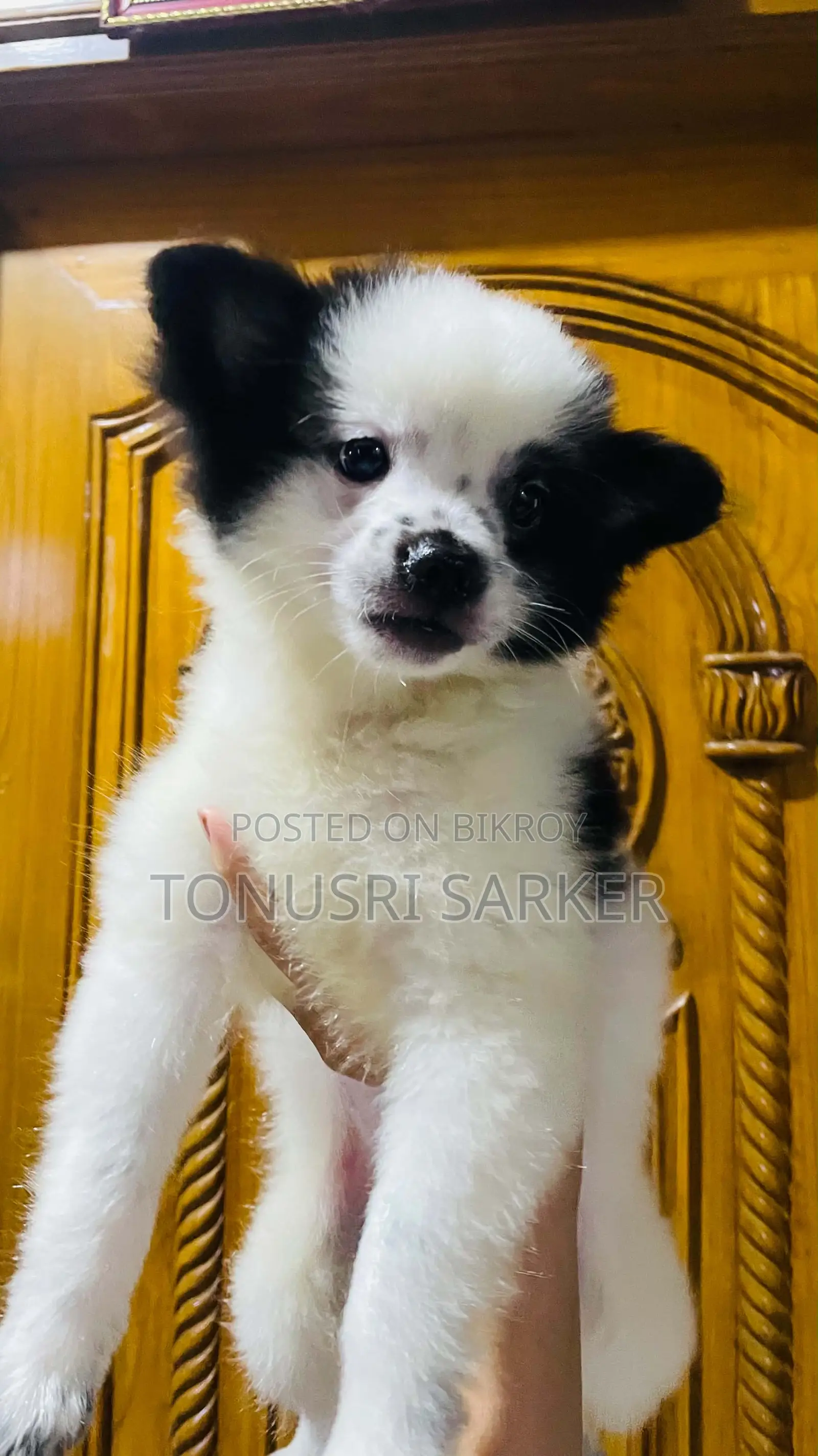 1-3 Months Male Purebred Lhasa Apso