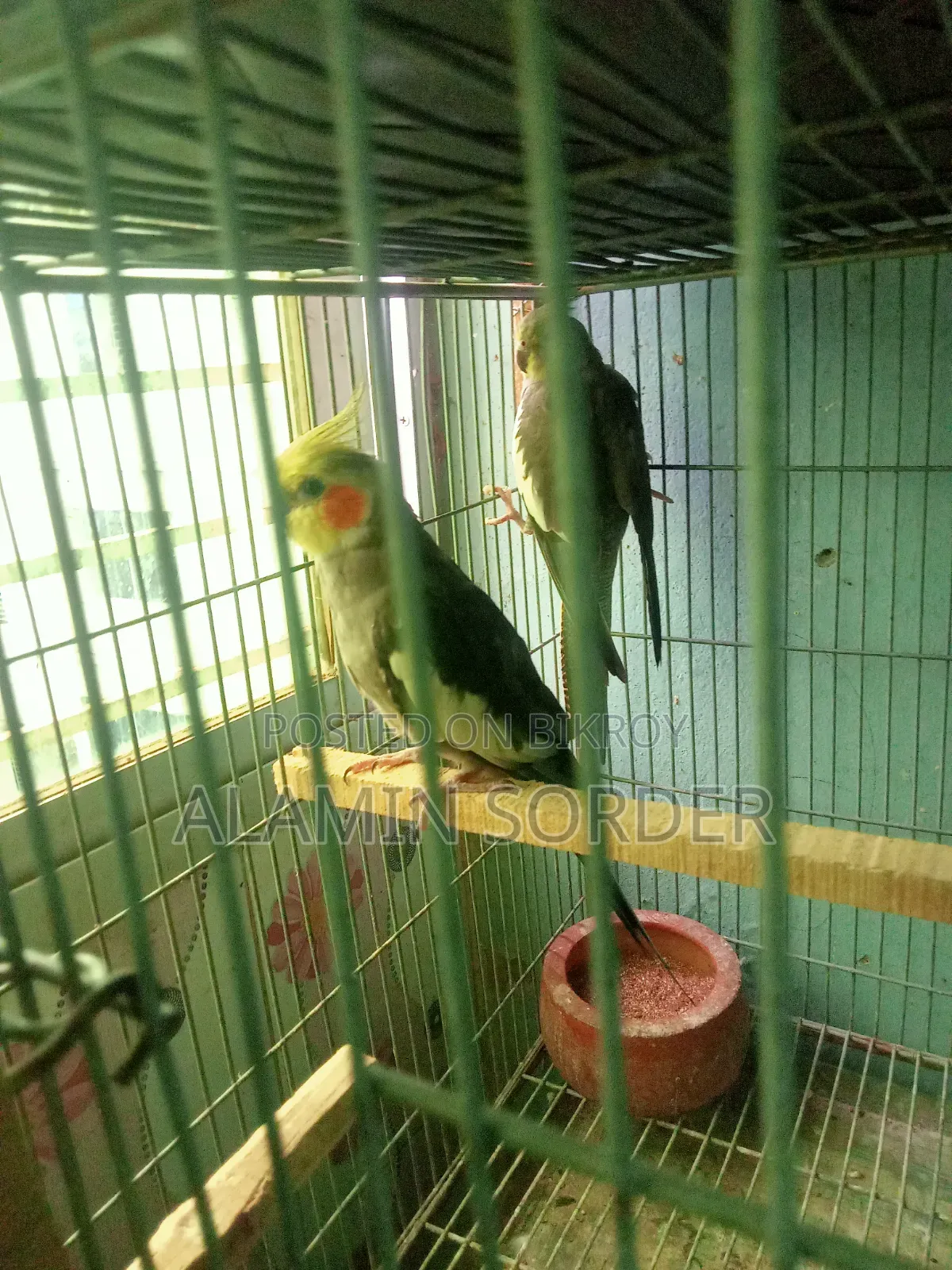 ককাটেল বিক্রি হবে