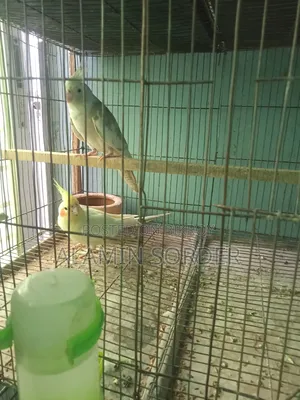 ককাটেল বিক্রি হবে