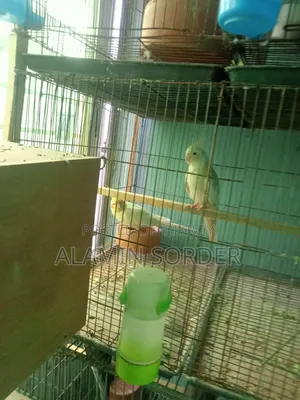 ককাটেল বিক্রি হবে