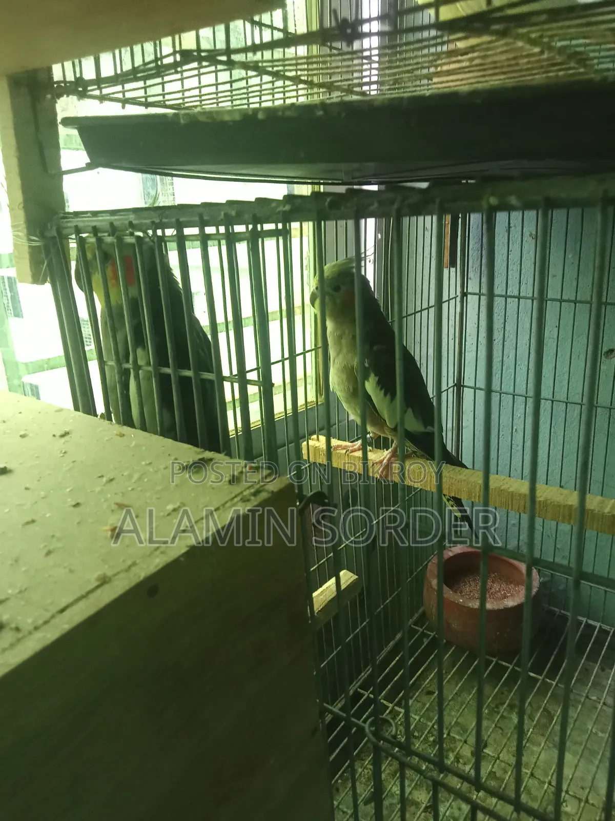 ককাটেল বিক্রি হবে