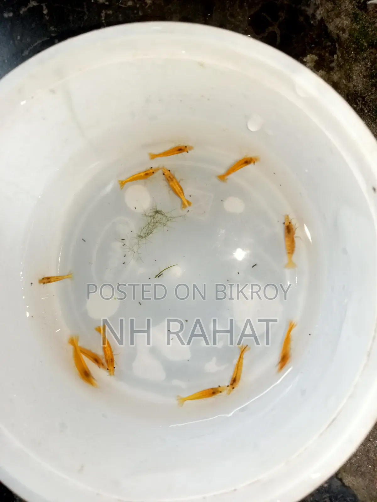 গোল্ডেন লাইন শ্রিম্প
