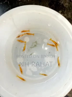 গোল্ডেন লাইন শ্রিম্প
