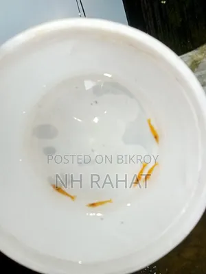 গোল্ডেন লাইন শ্রিম্প