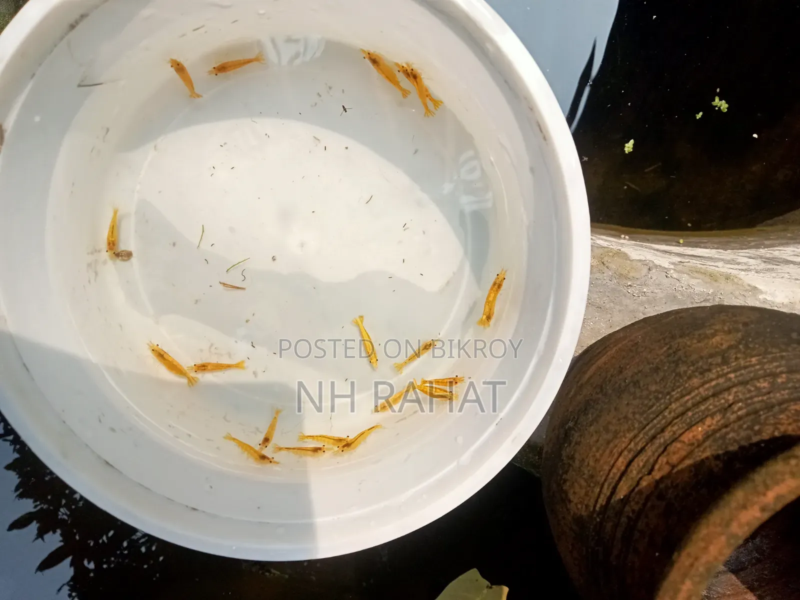 গোল্ডেন লাইন শ্রিম্প