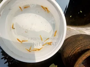 গোল্ডেন লাইন শ্রিম্প