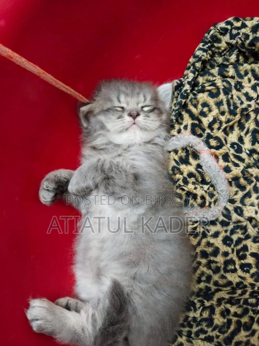 1-3 Months Male Purebred Persian