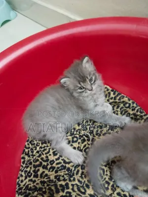 1-3 Months Male Purebred Persian