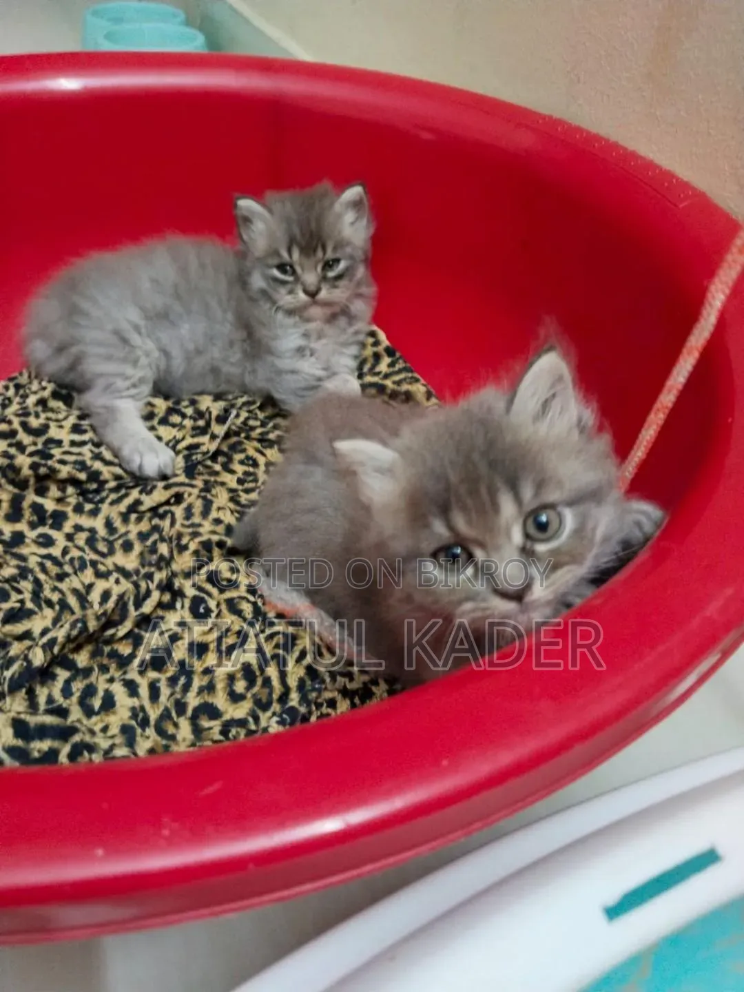 1-3 Months Male Purebred Persian