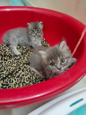 1-3 Months Male Purebred Persian