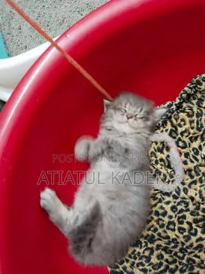1-3 Months Male Purebred Persian