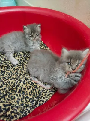 1-3 Months Male Purebred Persian
