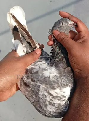 Safchila Madi Tota
