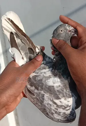 Safchila Madi Tota