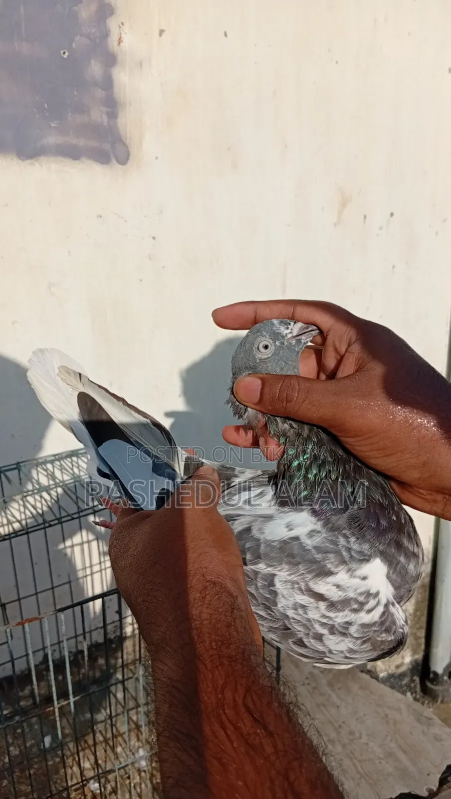 Safchila Madi Tota