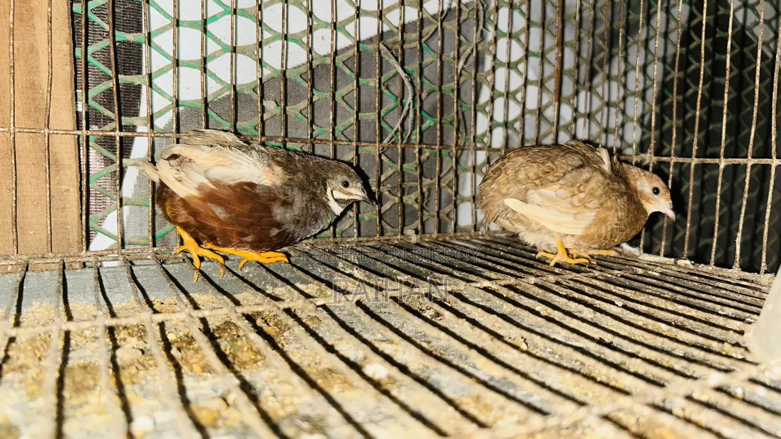 King Quail Hatching Eggs
