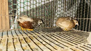 King Quail Hatching Eggs