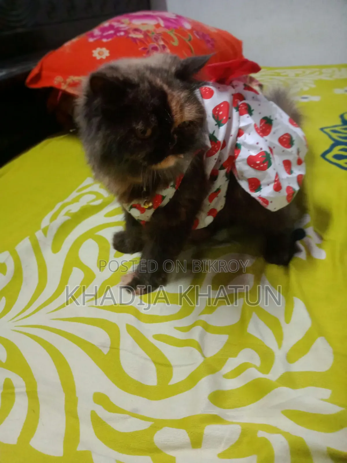 1+ Year Female Purebred Persian