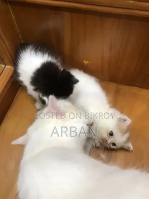 ১-৩ মাস বয়সী পুরুষ বিশুদ্ধ পার্সিয়ান বিড়াল