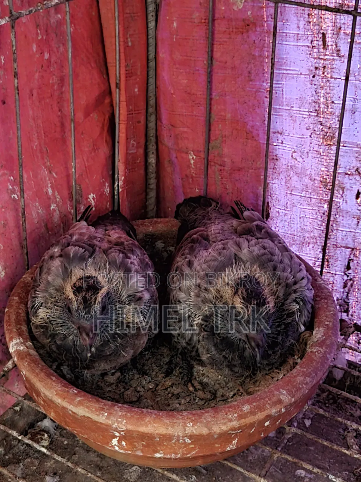 Two Pairs of Pigeon Chicks