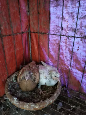Two Pairs of Pigeon Chicks