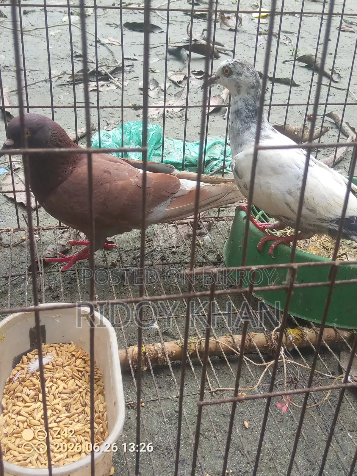 Pair of Pigeons