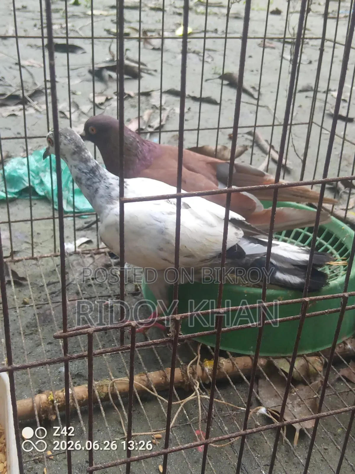 Pair of Pigeons