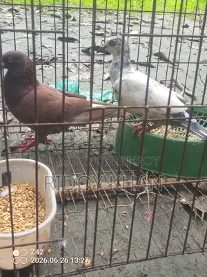 Pair of Pigeons