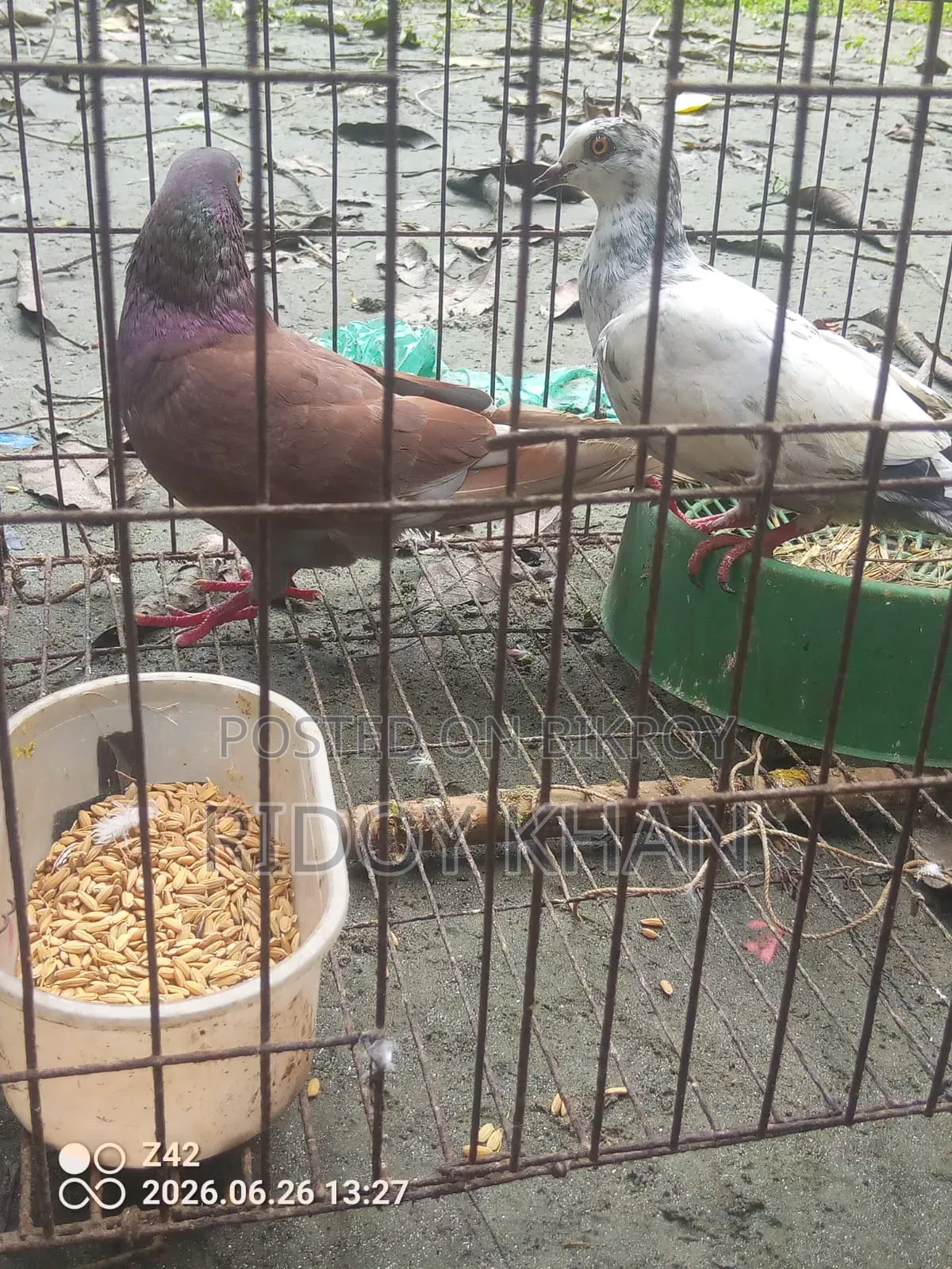 Pair of Pigeons