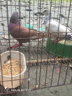 Pair of Pigeons