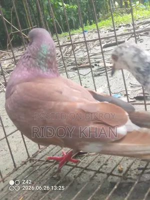 Pair of Pigeons