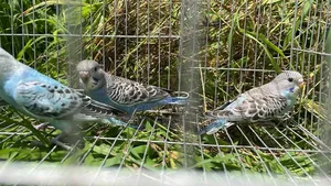 Budgerigar Bird