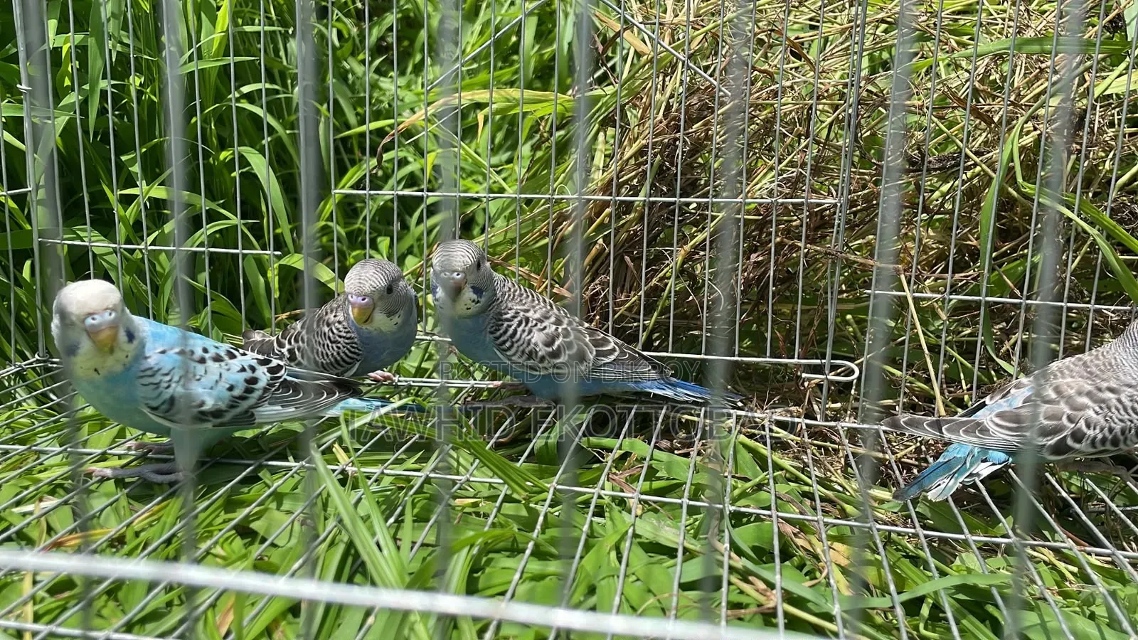 Budgerigar Bird