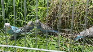Budgerigar Bird