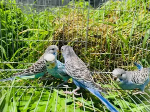 Budgerigar Bird