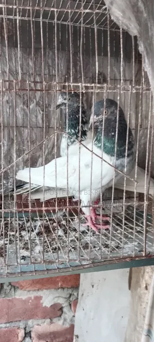 Jira Gola Pigeon