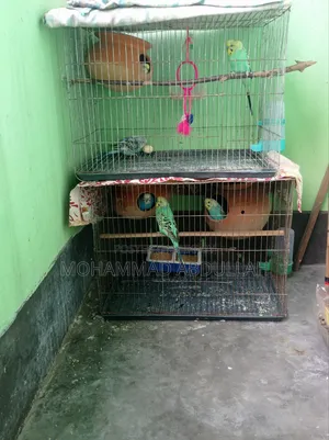 8 Budgerigar Birds with 2 Cages for Sale