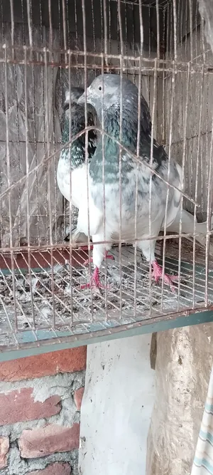Jira Gola Pigeon