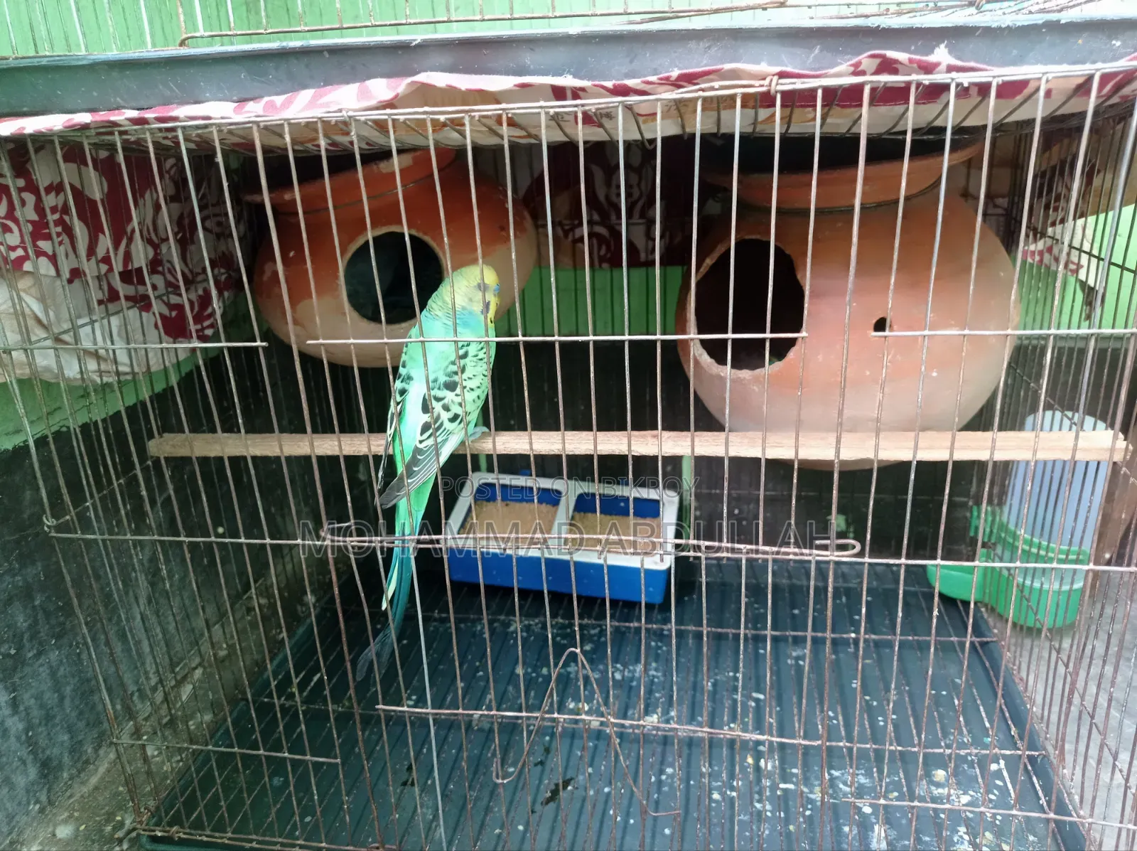 8 Budgerigar Birds with 2 Cages for Sale