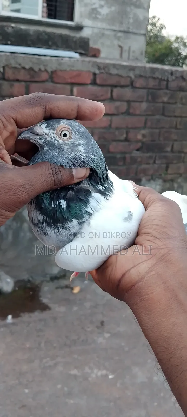 Jira Gola Pigeon