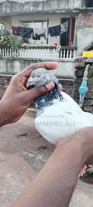 Jira Gola Pigeon