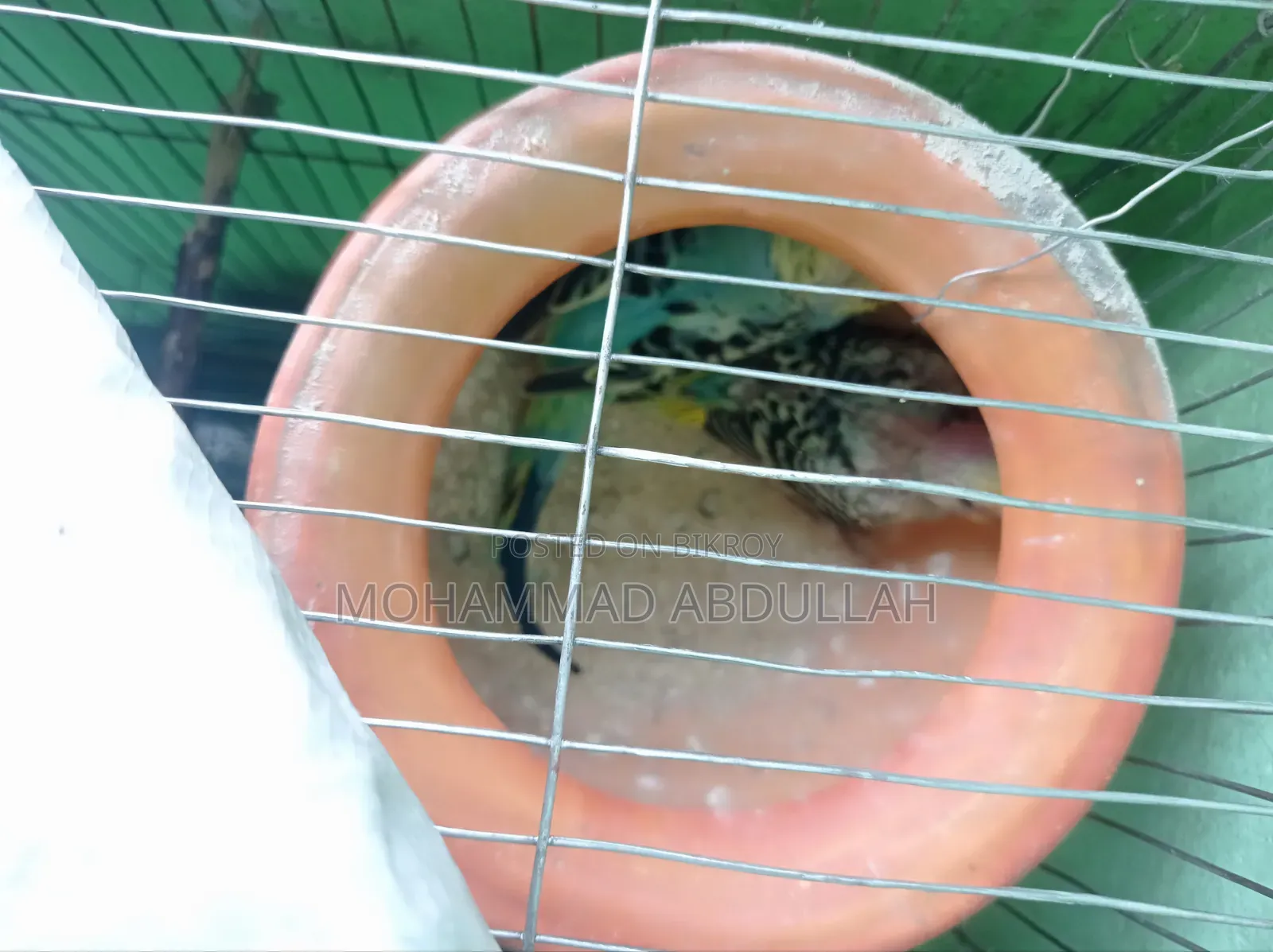 8 Budgerigar Birds with 2 Cages for Sale